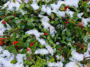 Annelies 03 Kerststukje in de tuin